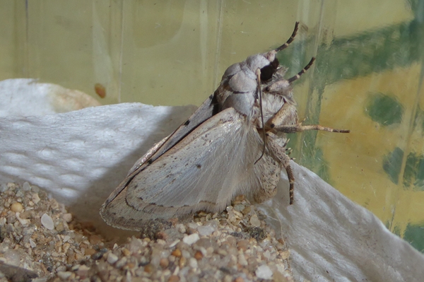 Caradrina (Paradrina) fuscicornis, Noctuidae
